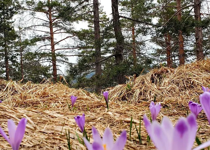 Enjoy 公寓 Divčibare